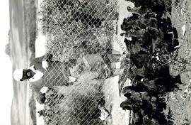 Assentamento "Conquista da Fronteira do MST (Hulha Negra-RS, nov. 1993) [fotografia] / Fotógrafo(a) : Milton Pomar. -- Ref.: BR-SPMST_MST-SN-CIN_AMP_000178-001284-ASS.