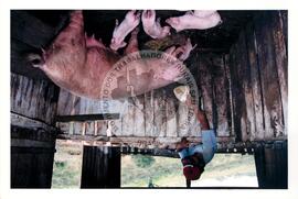 Produção (Paraná, [sem data]) [fotografia] / Fotógrafo(a) : Chico Tebaldi ; Douglas Mansur ; [sem autoria]. -- Ref.: BR-SPMST_MST-SN-CIN_AMP_001981-015185-PDU.