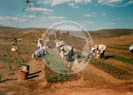 Ocupação da Fazenda Lisboa (São João do Piauí-PI, [sem data]) [fotografia] / Fotógrafo(a) : Elias. -- Ref.: BR-SPMST_MST-SN-CIN_AMP_001849-014085-OCU.