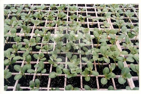 Original Document numérique not accessible