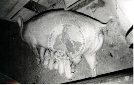 COPAC (Rio Grande do Sul, 1993) [fotografia] / Fotógrafo(a) : Claudemir Bittencourt. -- Ref.: BR-SPMST_MST-SN-CIN_AMP_001974-015154-PDU.