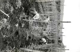 Cooperativa "La Reforma" [Fedecoopades] (El Salvador, abr. 1988) [fotografia] / Fotógrafo(a) : Arquivo MST. -- Ref.: BR-SPMST_MST-SN-CIN_AMP_001068-008636-RIT.