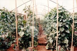 Assentamento "Fazenda Santa Clara" do MST (Pontal de Parapanema-SP, 1997) [fotografia] / Fotógrafo(a) : Douglas Mansur. -- Ref.: BR-SPMST_MST-SN-CIN_AMP_000348-001659-ASS.