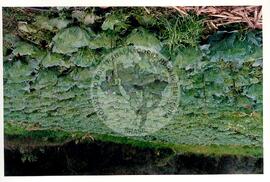 Assentamento "30 de outubro" do MST (Santa Catarina, [sem data]) [fotografia] / Fotógrafo(a) : Douglas Mansur. -- Ref.: BR-SPMST_MST-SN-CIN_AMP_000199-001437-ASS.