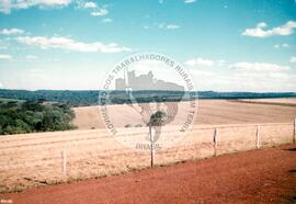 Assentamento "Fazenda Novo Holandês" do MST (Rio Grande do Sul, [sem data]) [fotografia] / Fotógrafo(a) : Bernado ; Nelsinho ; Volnei. -- Ref.: BR-SPMST_MST-SN-CIN_AMP_000182-001294-ASS.