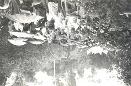 Romaria em homenagem as 350 famílias do KM 41 (São Mateus-ES, 10 jun. 1986) [fotografia] / Fotógrafo(a) : Maria de Fátima Ribeiro. -- Ref.: BR-SPMST_MST-SN-CIN_AMP_001959-015014-SPR.