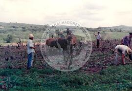 Assentamento do MST [sem identificação] (Nova Venécia-ES, [sem data]) [fotografia] / Fotógrafo(a) : Arquivo MST. -- Ref.: BR-SPMST_MST-SN-CIN_AMP_000330-001596-ASS.