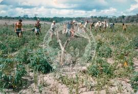 Produção no assentamento (Espírito Santo, fev. 1988) [fotografia] / Fotógrafo(a) : [sem autoria]. -- Ref.: BR-SPMST_MST-SN-CIN_AMP_001971-015102-PDU.