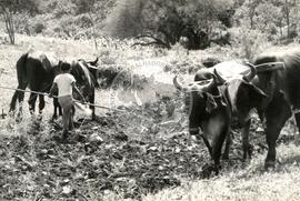 Assentamento "Atrol" do MST (Sergipe, 17 jun. 1986) [fotografia] / Fotógrafo(a) : Milton Soares. -- Ref.: BR-SPMST_MST-SN-CIN_AMP_000343-001639-ASS.