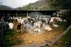 Viagem de Luiz Roberto para Espanha (Ilhas Canárias (Espanha), 31 jan. 2001) [fotografia] / Fotógrafo(a) : Arquivo MST. -- Ref.: BR-SPMST_MST-SN-CIN_AMP_001119-009220-RIT.