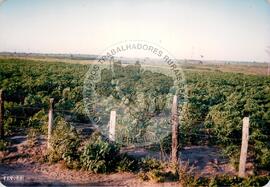 Assentamento do MST [sem identificação] (Nova Venécia-ES, [sem data]) [fotografia] / Fotógrafo(a) : Arquivo MST. -- Ref.: BR-SPMST_MST-SN-CIN_AMP_000330-001591-ASS.