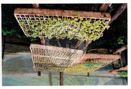 Assentamento "30 de outubro" do MST (Santa Catarina, [sem data]) [fotografia] / Fotógrafo(a) : Douglas Mansur. -- Ref.: BR-SPMST_MST-SN-CIN_AMP_000199-001445-ASS.