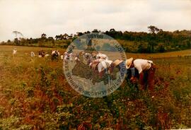 Produção e distribuição de alimentos (Dionísio Cerqueira-SC, [sem data]) [fotografia] / Fotógrafo(a) : Arquivo MST ; Dirceu P. Vieira. -- Ref.: BR-SPMST_MST-SN-CIN_AMP_001978-015173-PDU.