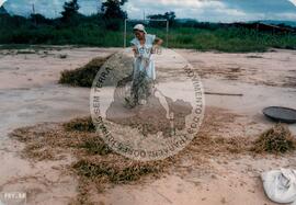 Produção no assentamento (Espírito Santo, fev. 1988) [fotografia] / Fotógrafo(a) : [sem autoria]. -- Ref.: BR-SPMST_MST-SN-CIN_AMP_001971-015108-PDU.