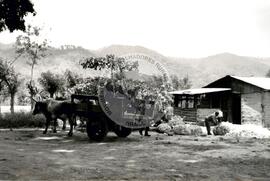 Cooperativa "Quita Sueno" (Honduras, [sem data]) [fotografia] / Fotógrafo(a) : Mara. -- Ref.: BR-SPMST_MST-SN-CIN_AMP_001107-009163-RIT.