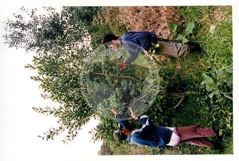 Original Objeto digital not accessible