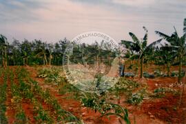 Curso de Agricultura Sustentável (Cuba, 1997) [fotografia] / Fotógrafo(a) : Arquivo MST. -- Ref.: BR-SPMST_MST-SN-CIN_AMP_001040-008274-RIT.