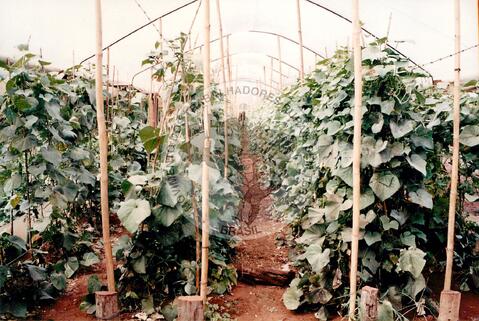 Original Digitaal object not accessible