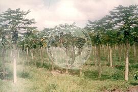 Assentamento "Vale da Vitória" do MST (Espírito Santo, [sem data]) [fotografia] / Fotógrafo(a) : Arquivo MST. -- Ref.: BR-SPMST_MST-SN-CIN_AMP_000331-001598-ASS.