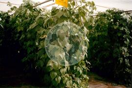 Viagem de Luiz Roberto para Espanha (Ilhas Canárias (Espanha), 31 jan. 2001) [fotografia] / Fotógrafo(a) : Arquivo MST. -- Ref.: BR-SPMST_MST-SN-CIN_AMP_001119-009242-RIT.