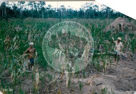 Assentamento do MST [sem identificação] (Nova Venécia-ES, [sem data]) [fotografia] / Fotógrafo(a) : Arquivo MST. -- Ref.: BR-SPMST_MST-SN-CIN_AMP_000330-001588-ASS.