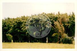 Assentamento "Fazenda Santa Clara" do MST (Pontal de Parapanema-SP, 1997) [fotografia] / Fotógrafo(a) : Douglas Mansur. -- Ref.: BR-SPMST_MST-SN-CIN_AMP_000348-001658-ASS.