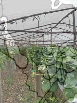 [Título n/d] : lote nº 002, pasta nº 000033, doc. nº 000056 [imagem] / Fotógrafo(a) : [autoria n/d].