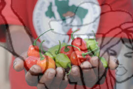 [Título n/d] : lote nº 002, pasta nº 000074, doc. nº 000305 [imagem] / Fotógrafo(a) : [autoria n/d].