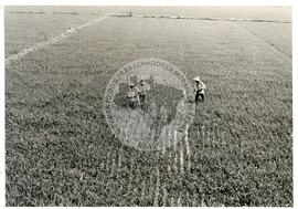 Agricultores chineses ([sem local], [sem data]) [fotografia] / Fotógrafo(a) : Arquivo MST. -- Ref.: BR-SPMST_MST-SN-CIN_AMP_001132-009356-RIT.