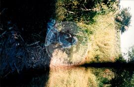 Visita à África - Maguilla (Africa, [sem data]) [fotografia] / Fotógrafo(a) : Arquivo MST. -- Ref.: BR-SPMST_MST-SN-CIN_AMP_001100-009012-RIT.