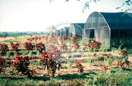 Visita à África - Maguilla (Africa, [sem data]) [fotografia] / Fotógrafo(a) : Arquivo MST. -- Ref.: BR-SPMST_MST-SN-CIN_AMP_001100-009022-RIT.