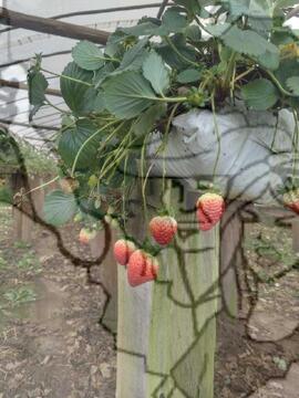 [Título n/d] : lote nº 002, pasta nº 000033, doc. nº 000065 [imagem] / Fotógrafo(a) : [autoria n/d].