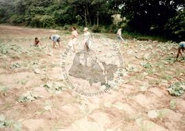 Produção diversas (Maranhão, [sem data]) [fotografia] / Fotógrafo(a) : [sem autoria]. -- Ref.: BR-SPMST_MST-SN-CIN_AMP_001999-015236-PDU.