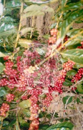 Lavoura de feijão e café (Espírito Santo, [sem data]) [fotografia] / Fotógrafo(a) : Pipnuck. -- Ref.: BR-SPMST_MST-SN-CIN_AMP_001987-015212-PDU.