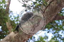 [Título n/d] : lote nº 002, pasta nº 000015, doc. nº 000300 [imagem] / Fotógrafo(a) : [autoria n/d].