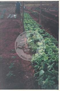 Original Document numérique not accessible