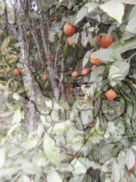 [Título n/d] : lote nº 002, pasta nº 000033, doc. nº 000072 [imagem] / Fotógrafo(a) : [autoria n/d].