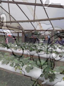 [Título n/d] : lote nº 002, pasta nº 000033, doc. nº 000016 [imagem] / Fotógrafo(a) : [autoria n/d].