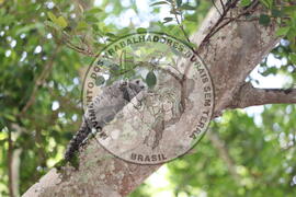 [Título n/d] : lote nº 002, pasta nº 000015, doc. nº 000299 [imagem] / Fotógrafo(a) : [autoria n/d].