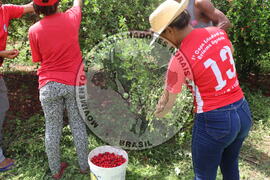 [Título n/d] : lote nº 002, pasta nº 000014, doc. nº 000245 [imagem] / Fotógrafo(a) : [autoria n/d].