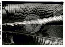 Pequenas propriedades dos EUA (Cortez (EUA), [sem data]) [fotografia] / Fotógrafo(a) : Nancy Dunchutceck. -- Ref.: BR-SPMST_MST-SN-CIN_AMP_001063-008616-RIT.