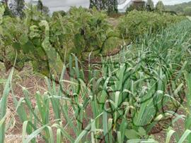 [Título n/d] : lote nº 002, pasta nº 000033, doc. nº 000084 [imagem] / Fotógrafo(a) : [autoria n/d].