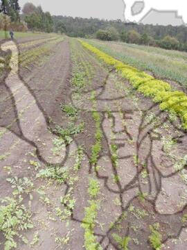 [Título n/d] : lote nº 002, pasta nº 000033, doc. nº 000075 [imagem] / Fotógrafo(a) : [autoria n/d].