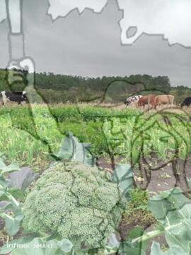 [Título n/d] : lote nº 002, pasta nº 000033, doc. nº 000081 [imagem] / Fotógrafo(a) : [autoria n/d].