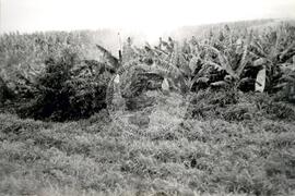 Fazenda Bananeira-Multinacional (Honduras, [sem data]) [fotografia] / Fotógrafo(a) : Arquivo MST. -- Ref.: BR-SPMST_MST-SN-CIN_AMP_001110-009170-RIT.