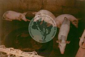 Acampamento "Fazenda de Urbana" do MST (Ipanguaçu-RN, [sem data]) [fotografia] / Fotógrafo(a) : Arquivo MST. -- Ref.: BR-SPMST_MST-SN-CIN_AMP_000084-000674-ACP.