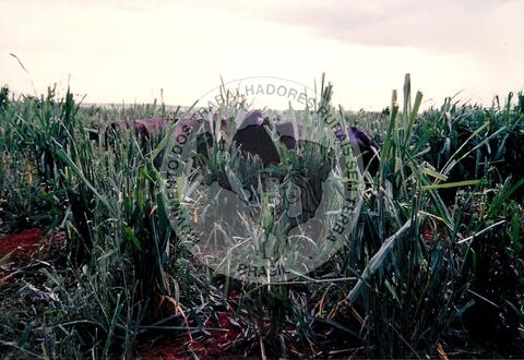 Original Digitaal object not accessible