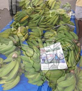 [Título n/d] : lote nº 002, pasta nº 000089, doc. nº 000032 [imagem] / Fotógrafo(a) : [autoria n/d].