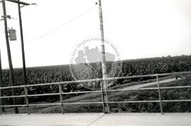 Fazenda Bananeira-Multinacional (Honduras, [sem data]) [fotografia] / Fotógrafo(a) : Arquivo MST. -- Ref.: BR-SPMST_MST-SN-CIN_AMP_001110-009174-RIT.