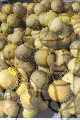 [Título n/d] : lote nº 002, pasta nº 000089, doc. nº 000012 [imagem] / Fotógrafo(a) : [autoria n/d].